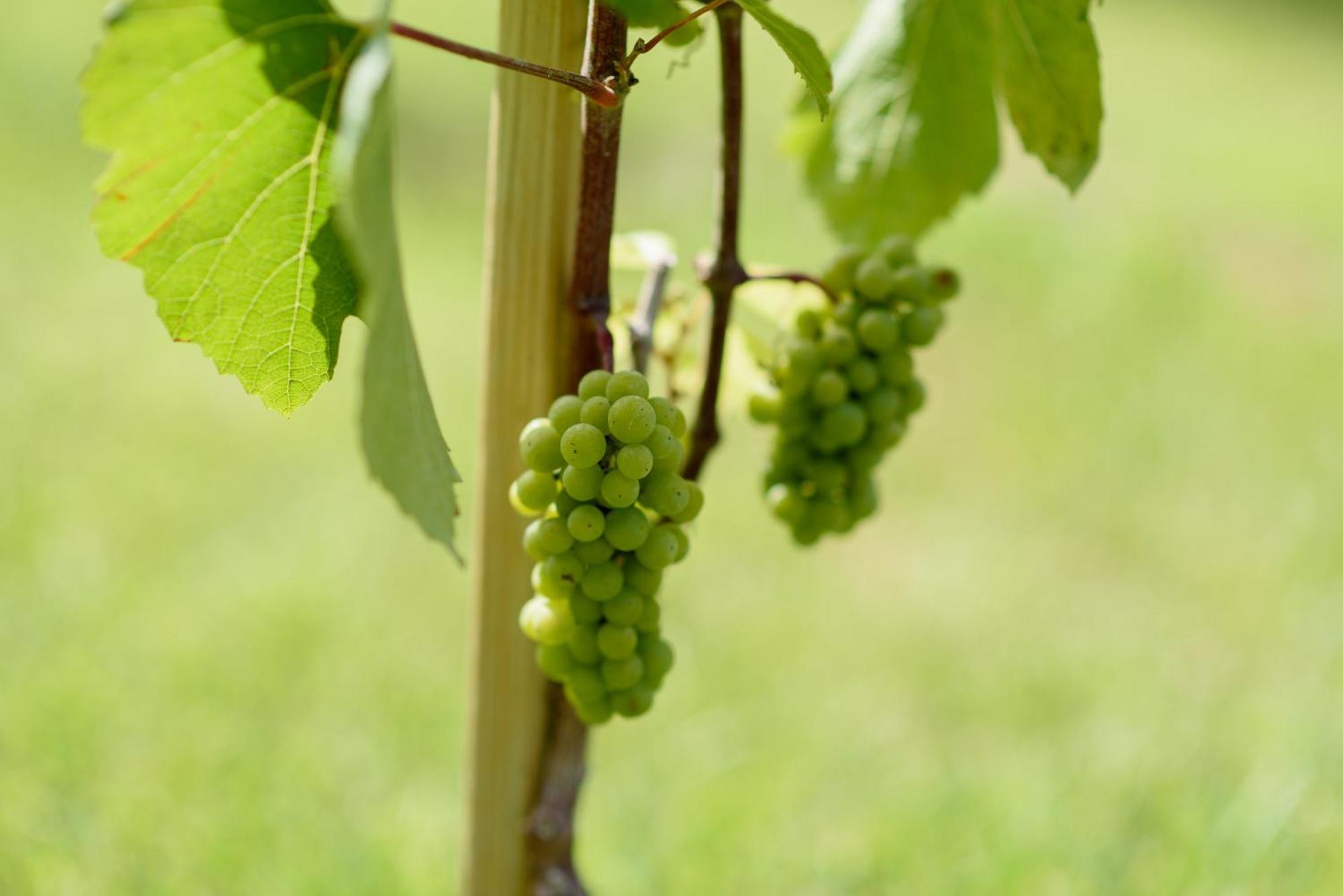 Leone De Castris Wine Hotel サリーチェ・サレンティーノ エクステリア 写真